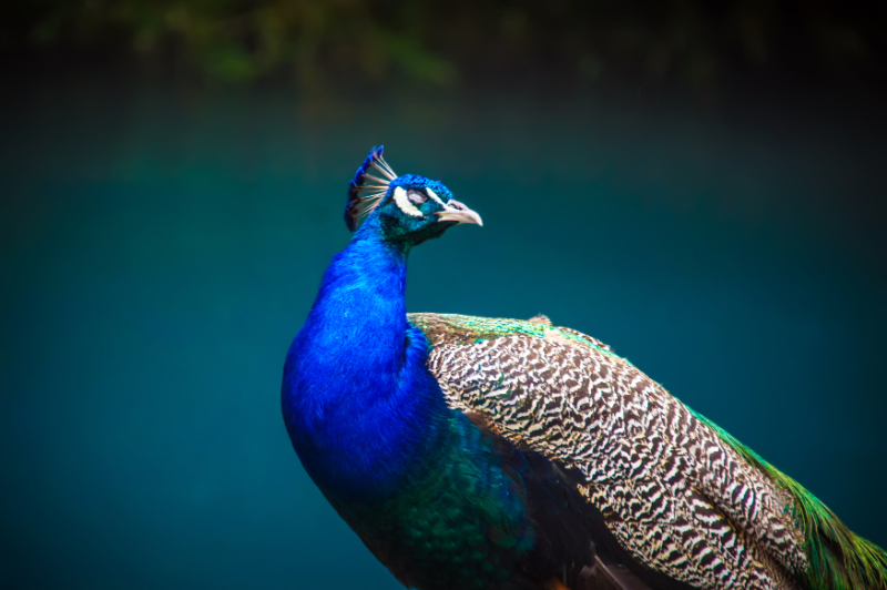 Peacock displaying its colorful beauty