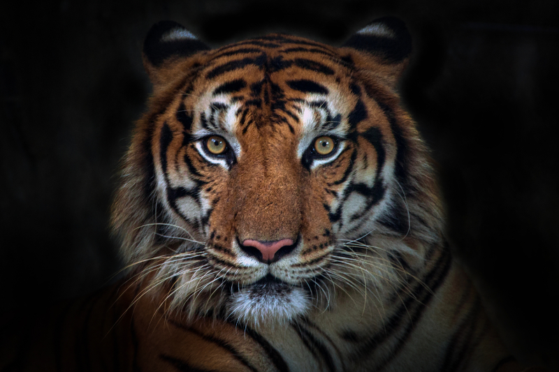 A tiger animal close up