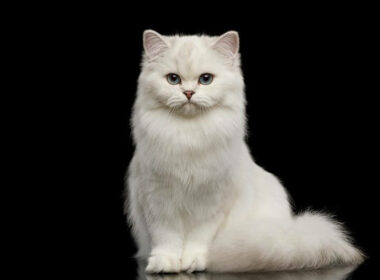 A white cat showing its strong meaning and symbolism