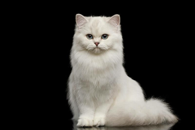 The Spiritual Meaning & Symbolism Of White Cats