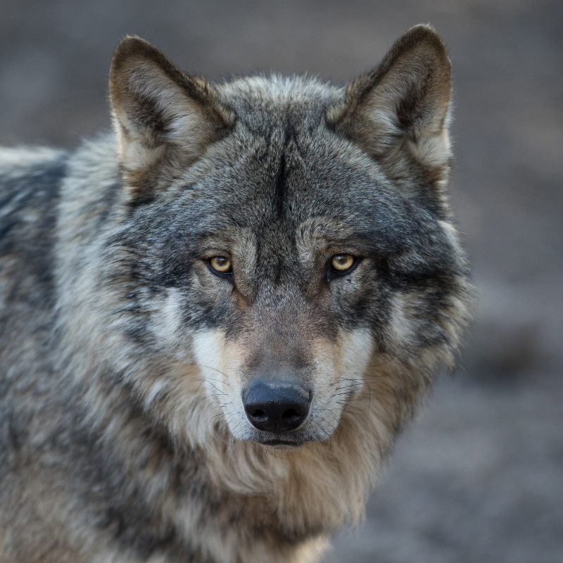 A wolf looking at its surroundings