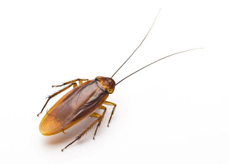 The Symbolism & Spiritual Meaning Of Cockroaches