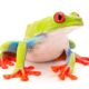 A frog with an inspiring spiritual meaning