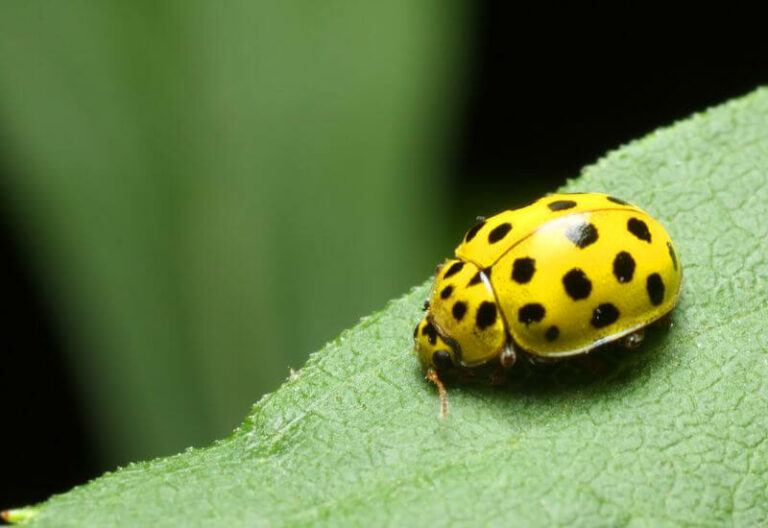 Yellow Ladybug Spiritual Meaning & Symbolism Full Guide
