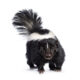One skunk with an interesting spiritual meaning