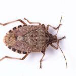 The Spiritual Meaning & Symbolism Of Skunks (Inspiring)