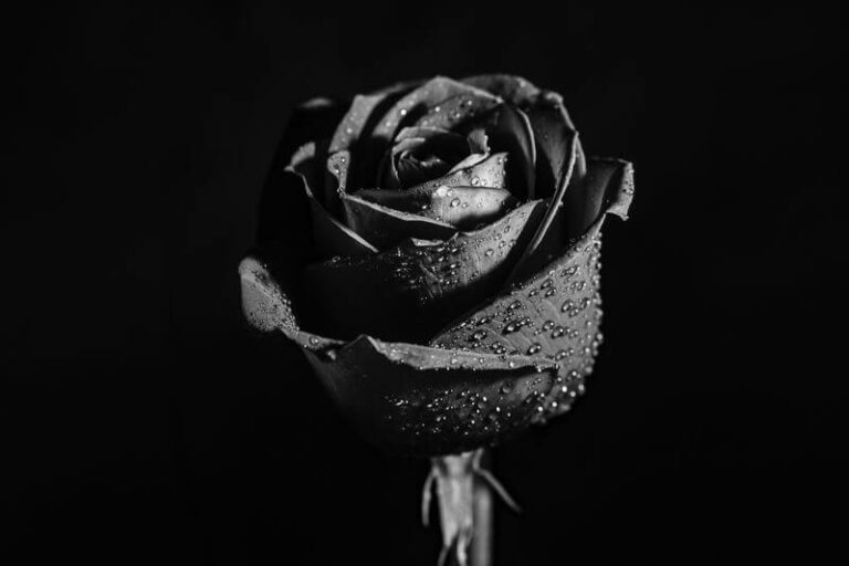 Black Rose Symbolism & Spiritual Meaning The Full Guide