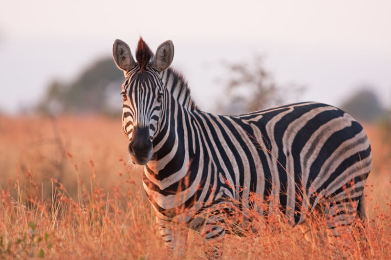 An Aquarius spirit animal called the Zebra