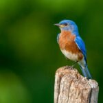 The Spiritual Meaning & Symbolism Of Skunks (Inspiring)