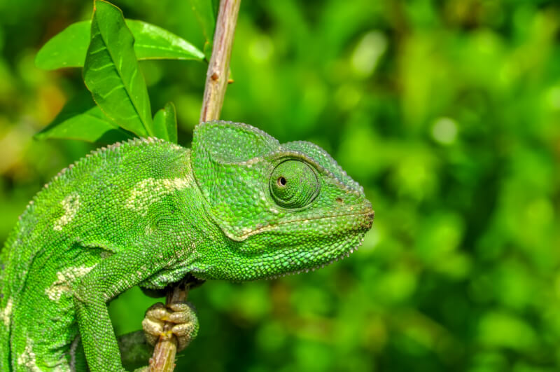 A chameleon blending in