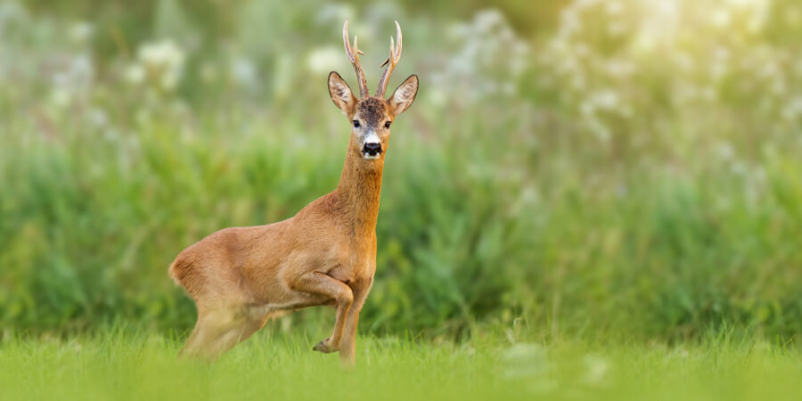 A deer spirit animal in a field