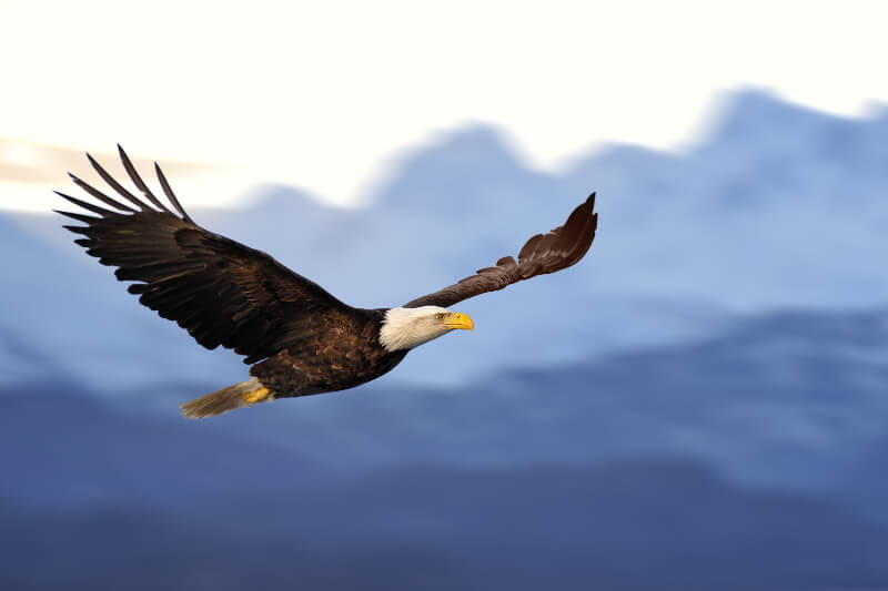 A flying bald eagle serving as a common Aquarius spirit animal