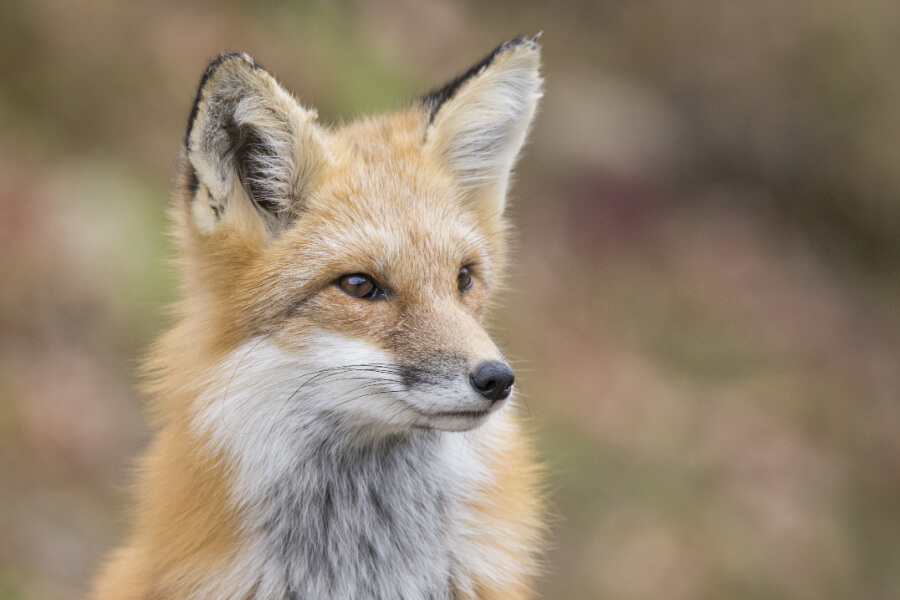 A fox observing its environment