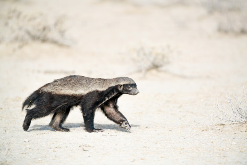 A walking honey badger