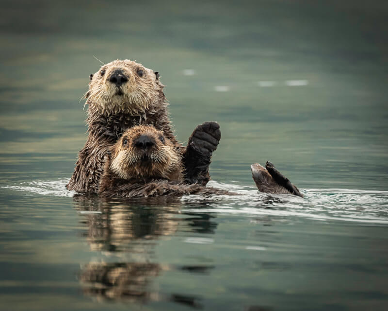 Otters playing in the water