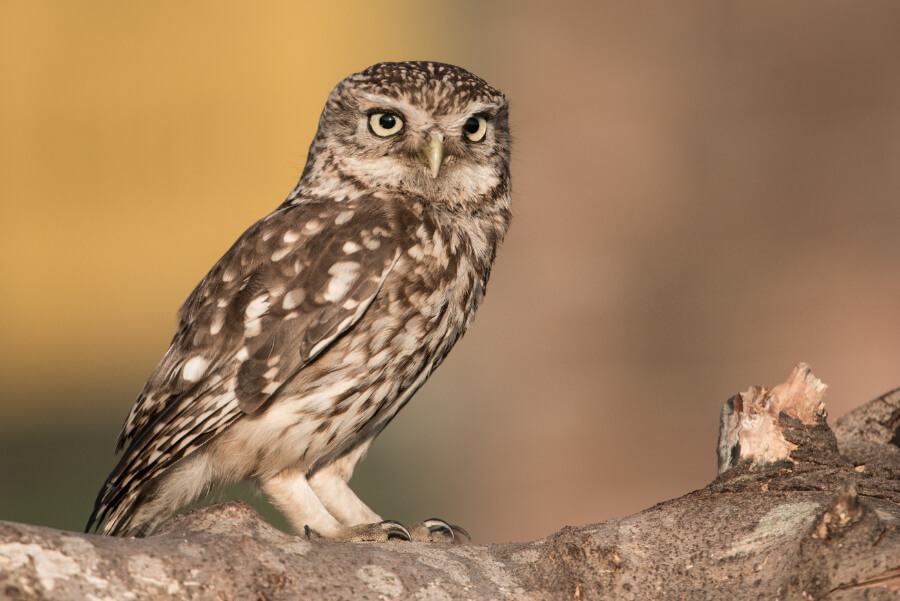 An owl on a branch outside