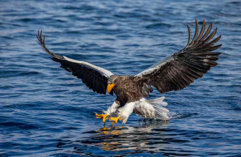 A sea eagle hunting