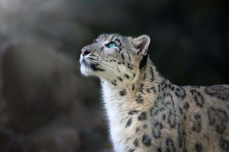 A snow leopard looking up