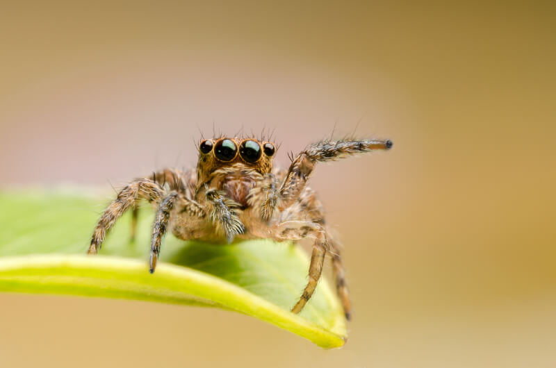 The spider which is another spirit animal for Aquarians