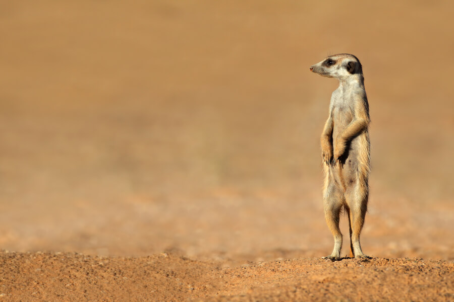 A standing meerkat