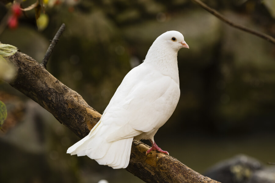 A white dove in a tree